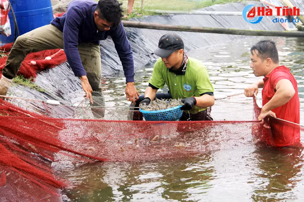 gia tang cao nguoi nuoi tom ha tinh lai lon