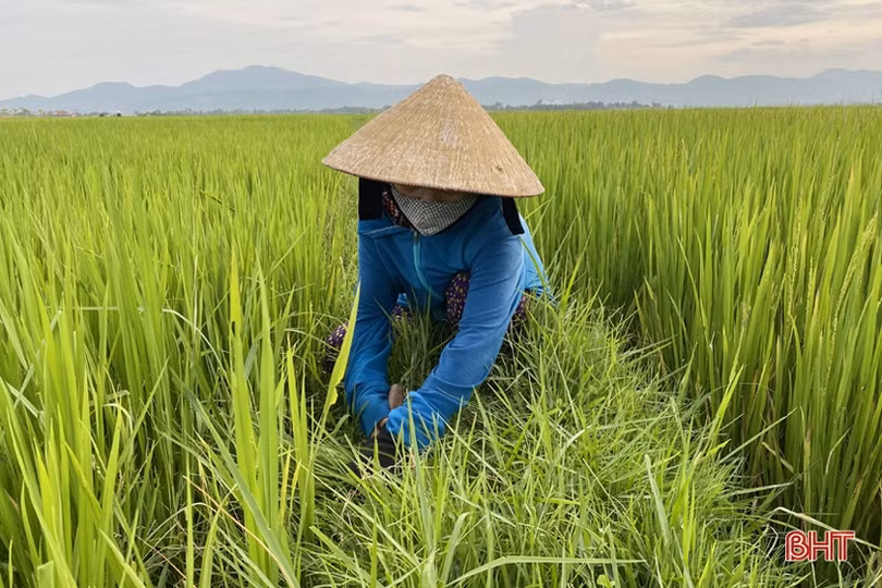 Nông dân Hà Tĩnh “bám” đồng, hy vọng vụ mùa bội thu