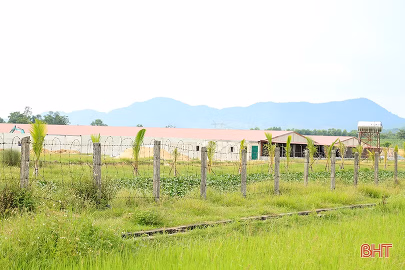 Sự thật vụ việc Công ty TNHH Khánh Giang chăn nuôi lợn trái phép, gây ô nhiễm môi trường