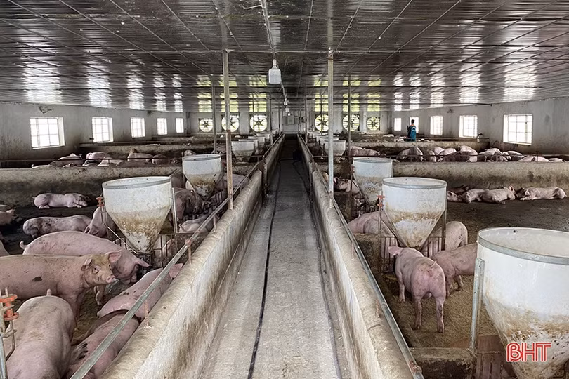Sự thật vụ việc Công ty TNHH Khánh Giang chăn nuôi lợn trái phép, gây ô nhiễm môi trường
