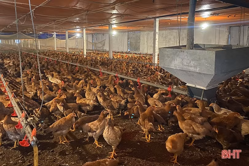Thợ khoan giếng thành chủ trại gà, thu nhập nửa tỷ đồng mỗi năm