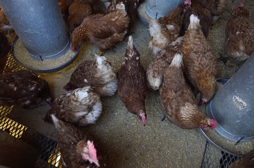 Cúm gia cầm H5N1 nguy hiểm thế nào