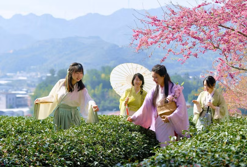 Ngẩn ngơ vẻ đẹp hoa anh đào giữa đồi trà xanh ngát