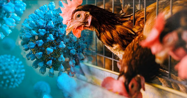 Campuchia phát hiện ca tử vong do cúm gia cầm A/H5N1, Việt Nam chỉ đạo khẩn