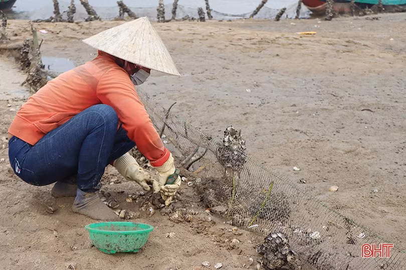 Vì sao ngao, hàu nuôi ở Cẩm Xuyên bị chết?