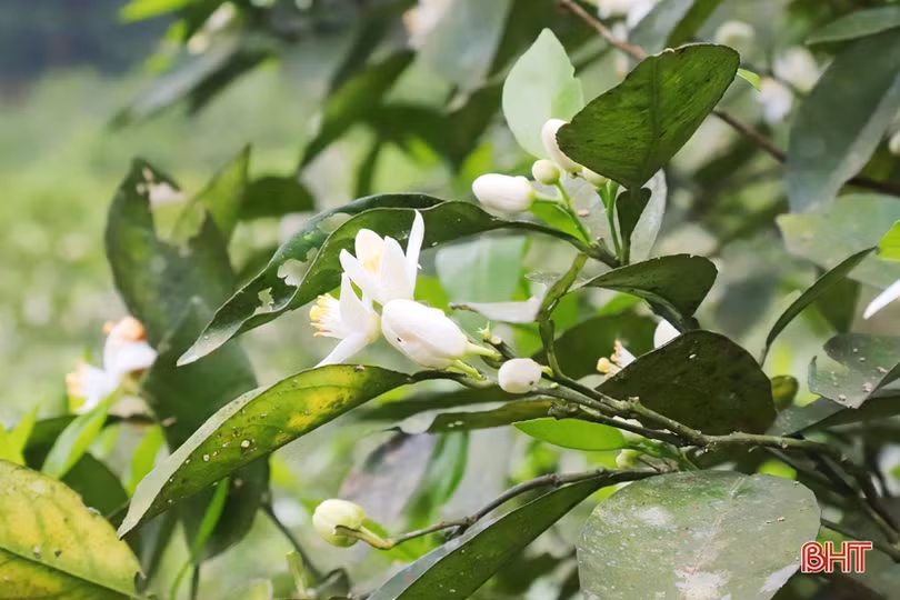 Cam ra hoa đúng thời vụ, nông dân Vũ Quang phấn khởi dưỡng cây