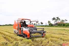 Hà Tĩnh: Tranh thủ tối đa thời tiết tạnh ráo để tập trung thu hoạch lúa hè thu