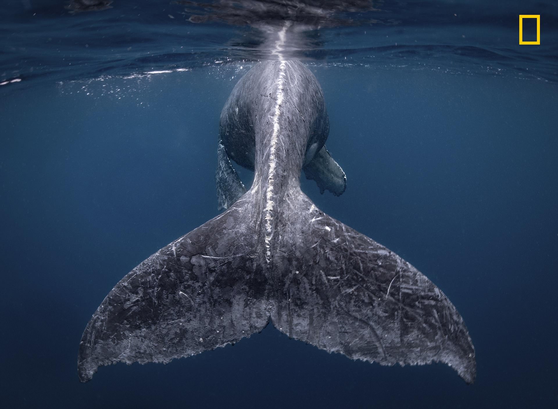 Mãn nhãn loạt ảnh đoạt giải thưởng của Nat Geo 2018