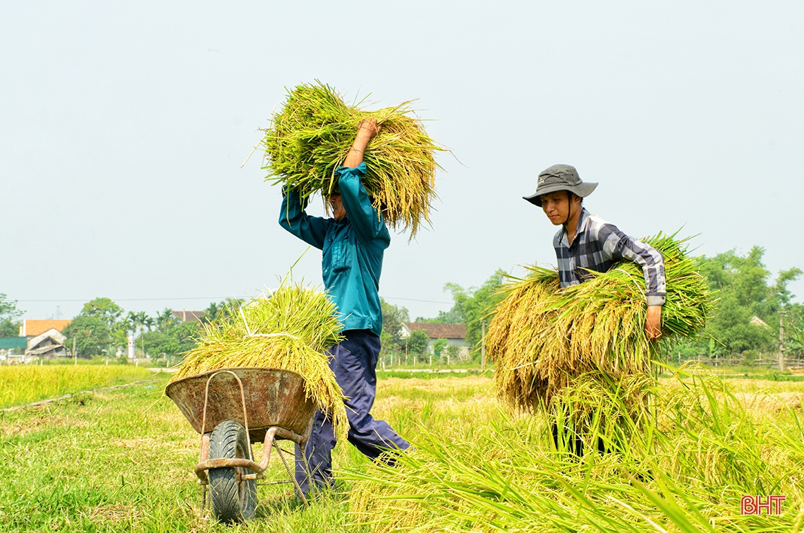 Mùa gặt...