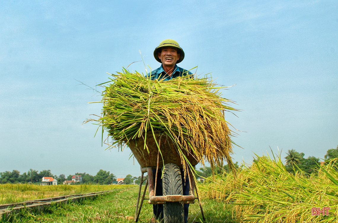 Mùa gặt...