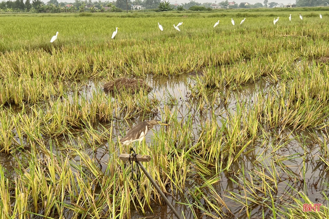 Ngăn chặn vấn nạn săn bắt “chim trời”: Cần đồng bộ và quyết liệt hơn nữa!