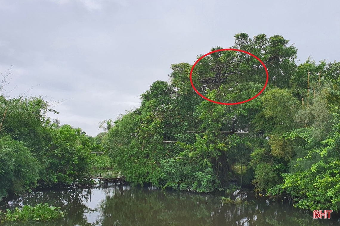 Ngăn chặn vấn nạn săn bắt “chim trời”: Cần đồng bộ và quyết liệt hơn nữa!