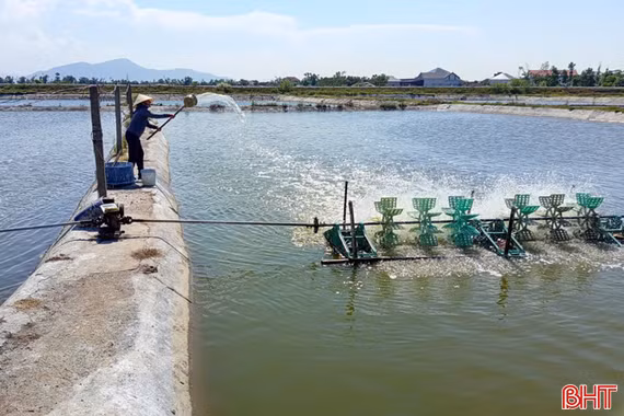 Thời tiết thất thường, người nuôi tôm lo phòng dịch bệnh