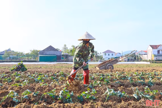 Hà Tĩnh phấn đấu gieo trồng hơn 11.860 ha cây vụ đông