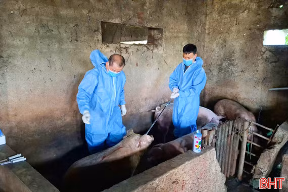 Hà Tĩnh khống chế dịch tả lợn châu Phi trong diện hẹp, ổn định nguồn cung thịt cuối năm