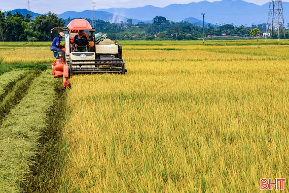 Phấn đấu hoàn thành thu hoạch lúa hè thu trước ngày 5/9 
