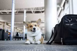 Dịch vụ gửi thú cưng từ Đà Nẵng đi TP Hồ Chí Minh - Pet Đi Xe