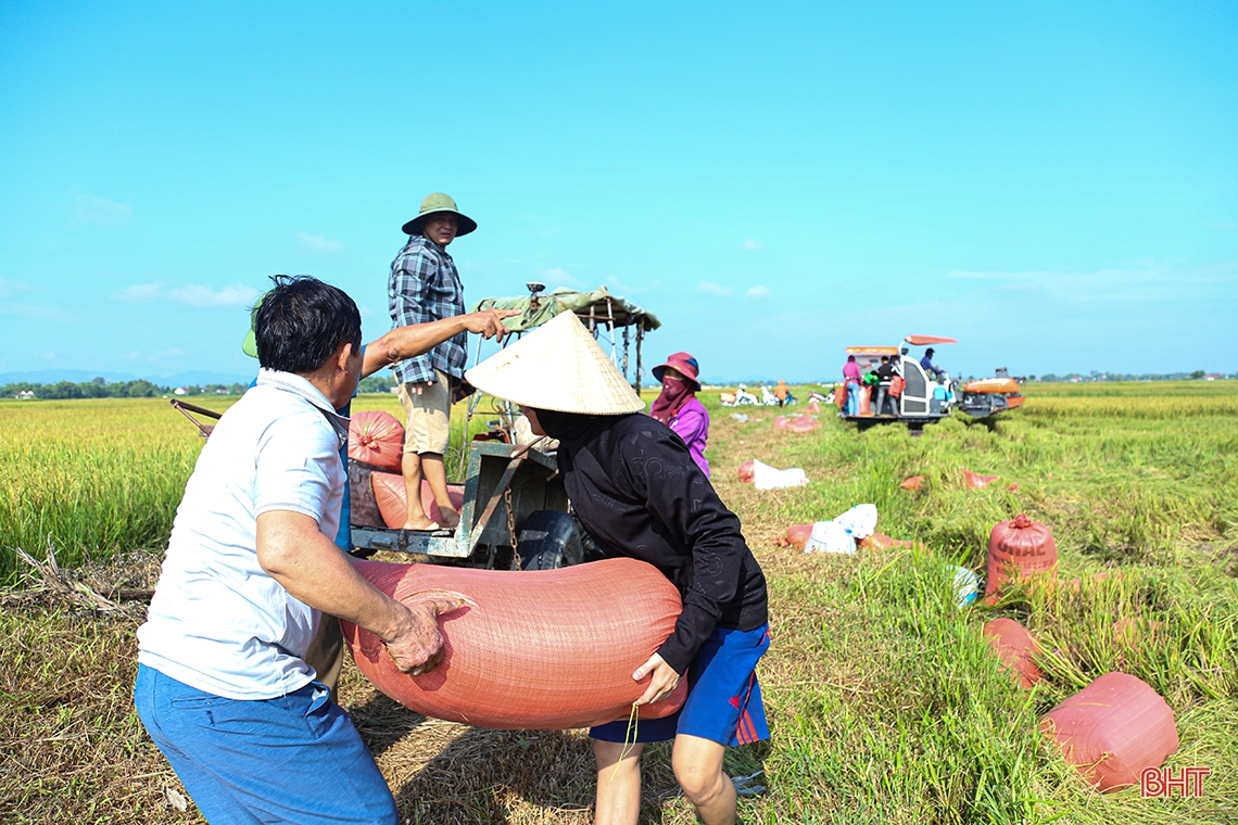 Nông dân Hà Tĩnh xuống đồng thu hoạch lúa hè thu diện rộng