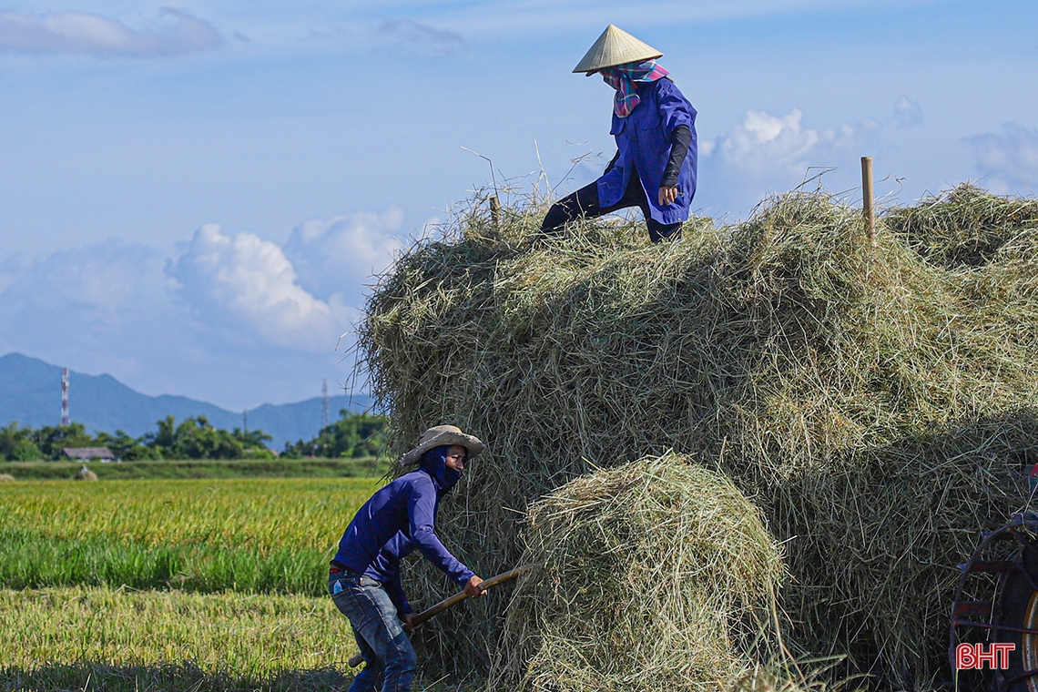 Nông dân Hà Tĩnh xuống đồng thu hoạch lúa hè thu diện rộng
