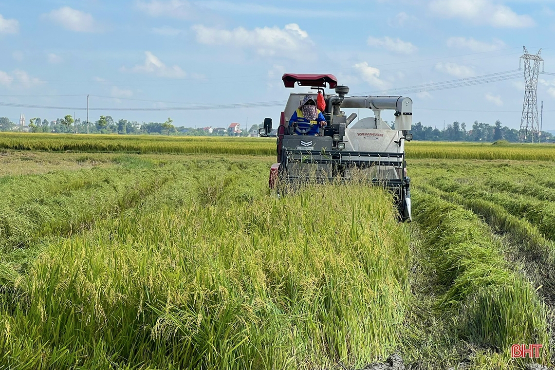 Nông dân Hà Tĩnh xuống đồng thu hoạch lúa hè thu diện rộng