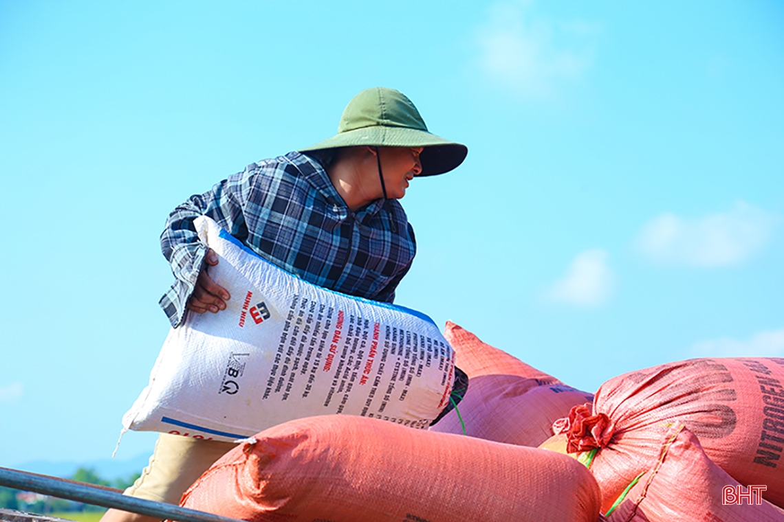 Nông dân Hà Tĩnh xuống đồng thu hoạch lúa hè thu diện rộng