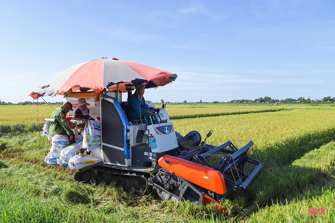 Nông dân Hà Tĩnh xuống đồng thu hoạch lúa hè thu diện rộng