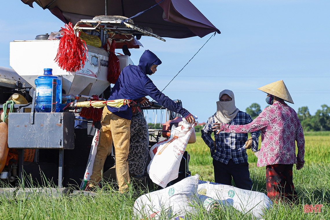 Nông dân Hà Tĩnh xuống đồng thu hoạch lúa hè thu diện rộng