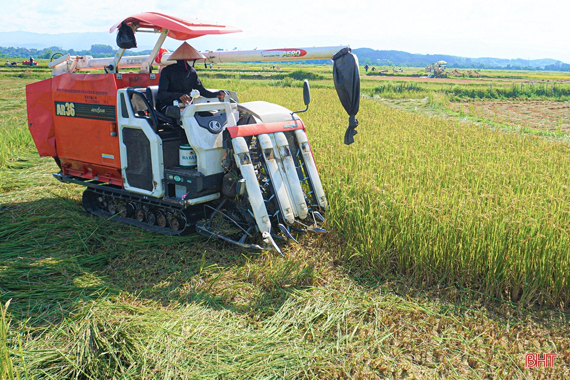 Nông dân Hà Tĩnh xuống đồng thu hoạch lúa hè thu diện rộng