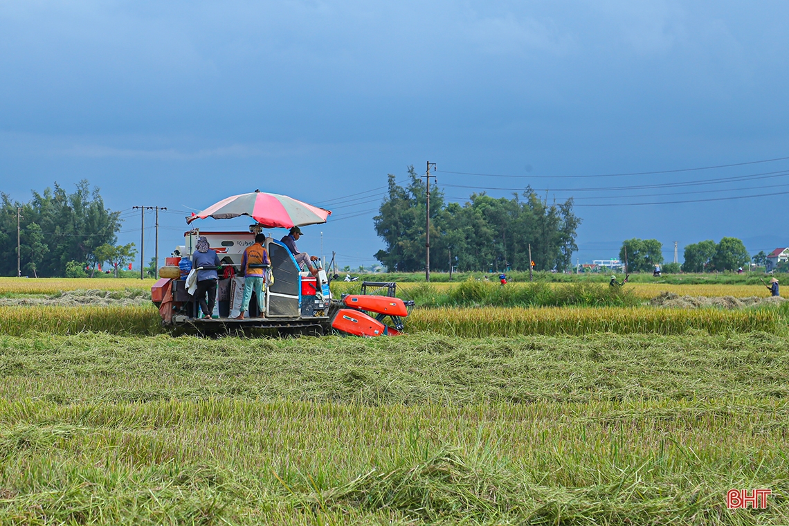 Nông dân Hà Tĩnh xuống đồng thu hoạch lúa hè thu diện rộng