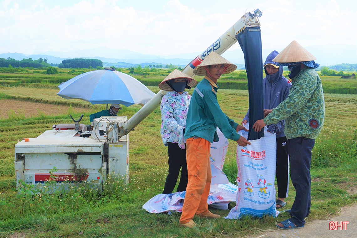 Nông dân Hà Tĩnh xuống đồng thu hoạch lúa hè thu diện rộng