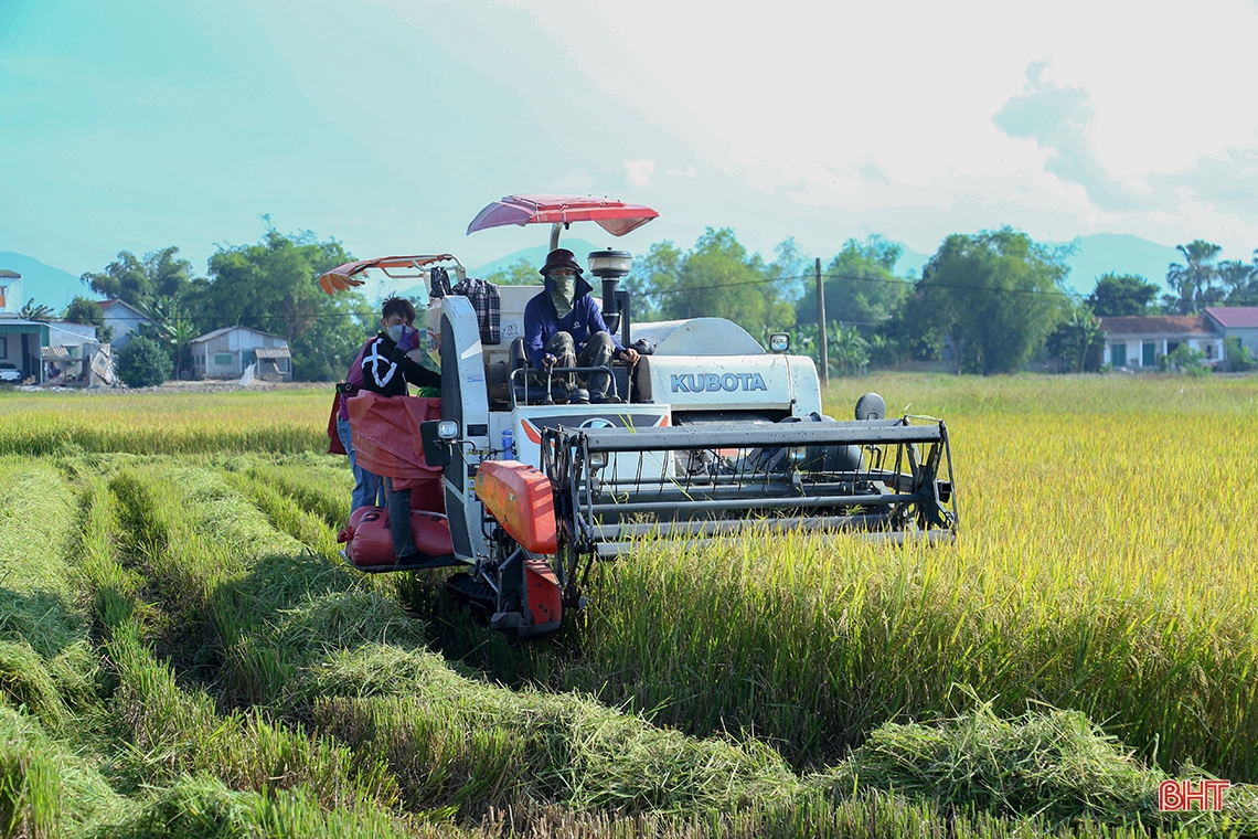 Nông dân Hà Tĩnh xuống đồng thu hoạch lúa hè thu diện rộng