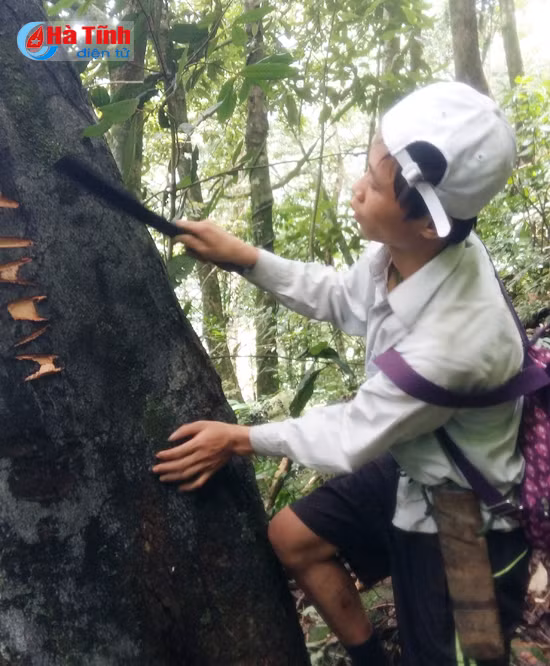 nhung dua con cua rung