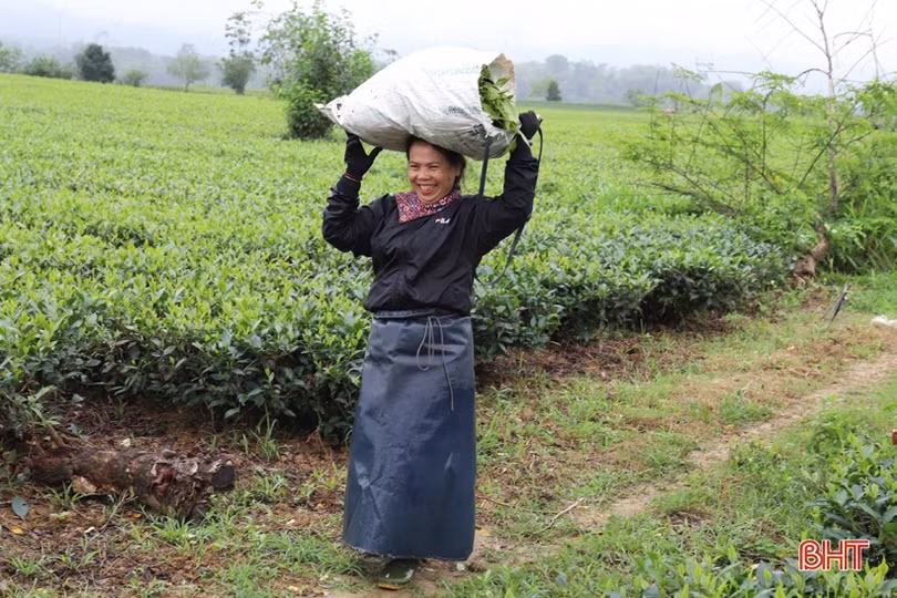Giá chè búp tăng, người dân Hương Sơn phấn khởi thu hoạch
