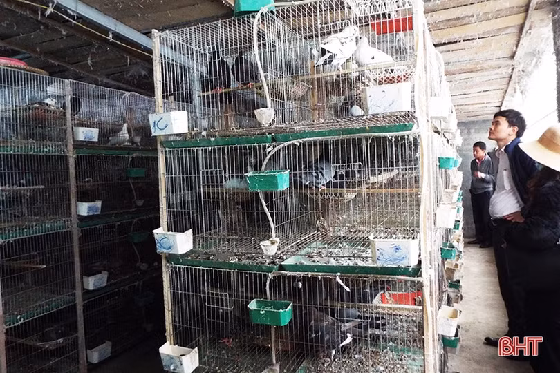 Nuôi bồ câu lai Pháp cho thu nhập khá ở Hương Sơn