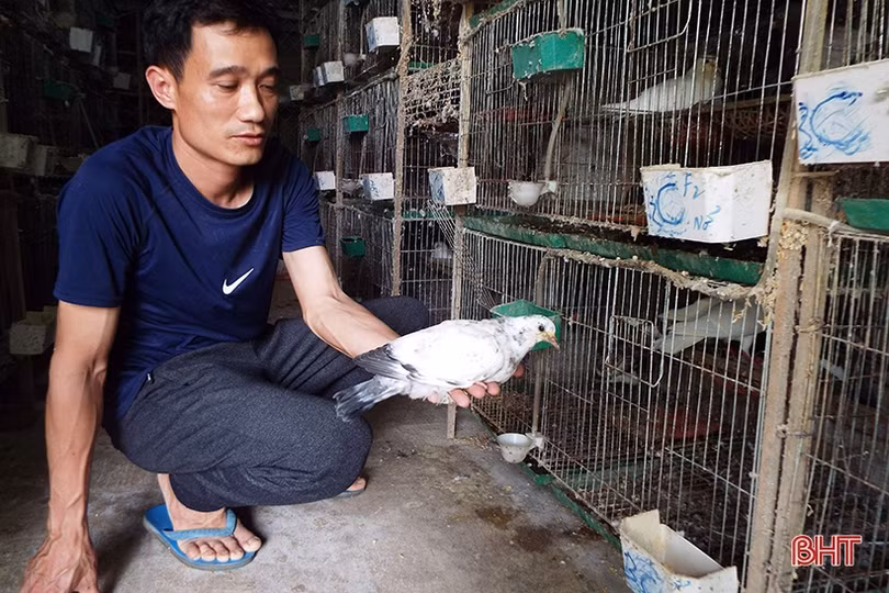 Nuôi bồ câu lai Pháp cho thu nhập khá ở Hương Sơn