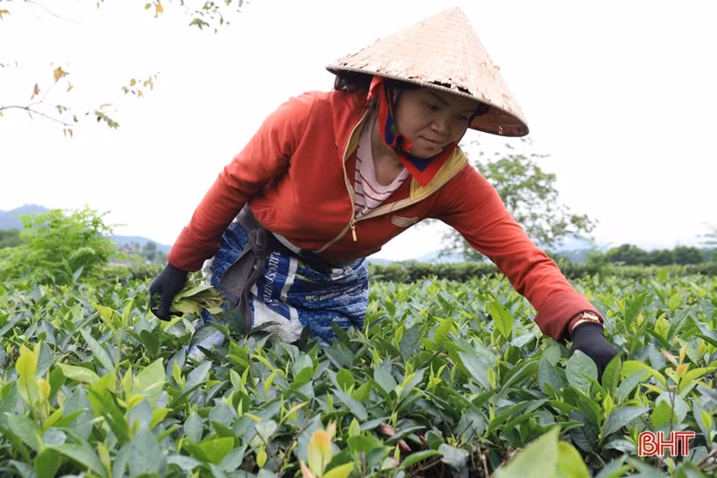 Giá chè búp tăng, người dân Hương Sơn phấn khởi thu hoạch