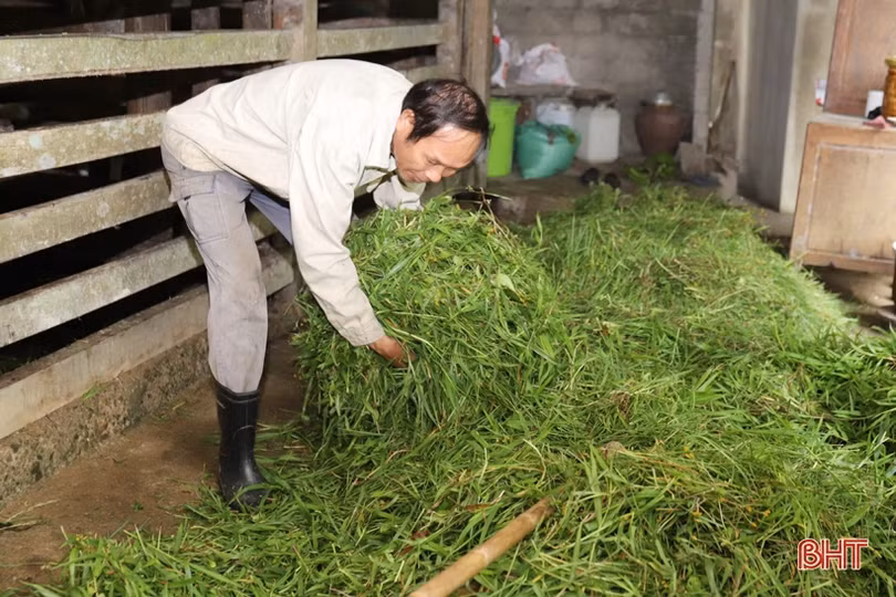 Rẽ lối thành công với nghề nuôi hươu