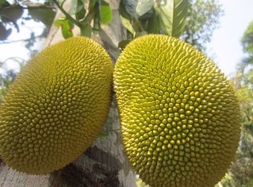 cach don gian nhan biet mit chin cay khong ngam hoa chat