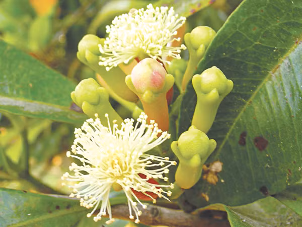kinh nghiem dan gian chua hoi mieng