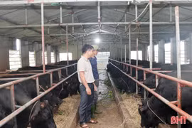 Nông dân Tùng Lộc biến đất hoang thành trang trại bò 3B