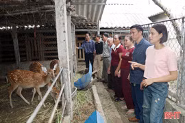 Nông dân Hà Tĩnh liên kết, nâng cao hiệu quả sản xuất