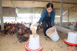 "Thủ phủ" chăn nuôi gà Hà Tĩnh vào vụ sản xuất cuối năm