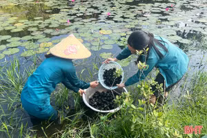 Đức Đồng khai thác lợi thế, phát triển kinh tế từ nuôi ốc bươu đen