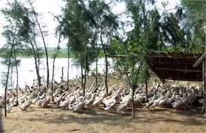 Mô hình lúa - cá - vịt - lợn của đoàn viên Nguyễn Duy Hoàng ở xóm 8, xã Thạch Kênh thu nhập trên 100 triệu đồng/năm.