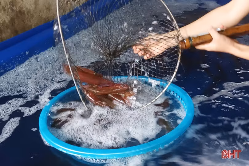 Nuôi mực “nhảy” trong bể cho lợi nhuận cao ở Cẩm Xuyên