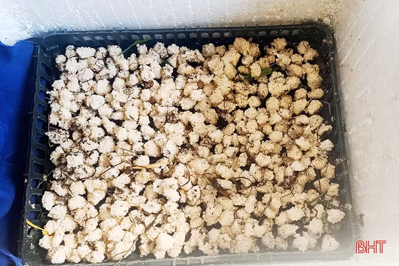 Thử nuôi ốc bươu đen, anh nông dân Can Lộc thu kết quả không ngờ
