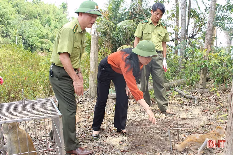 Vườn Quốc gia Vũ Quang thả 53 động vật hoang dã về môi trường tự nhiên