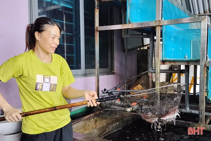 Nuôi mực “nhảy” trong bể cho lợi nhuận cao ở Cẩm Xuyên