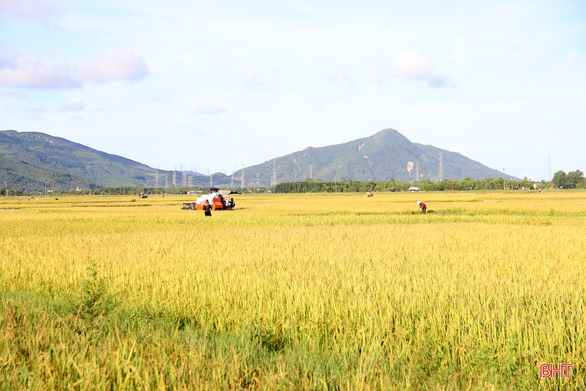Nông dân thị xã phía Nam Hà Tĩnh hối hả thu hoạch lúa hè thu