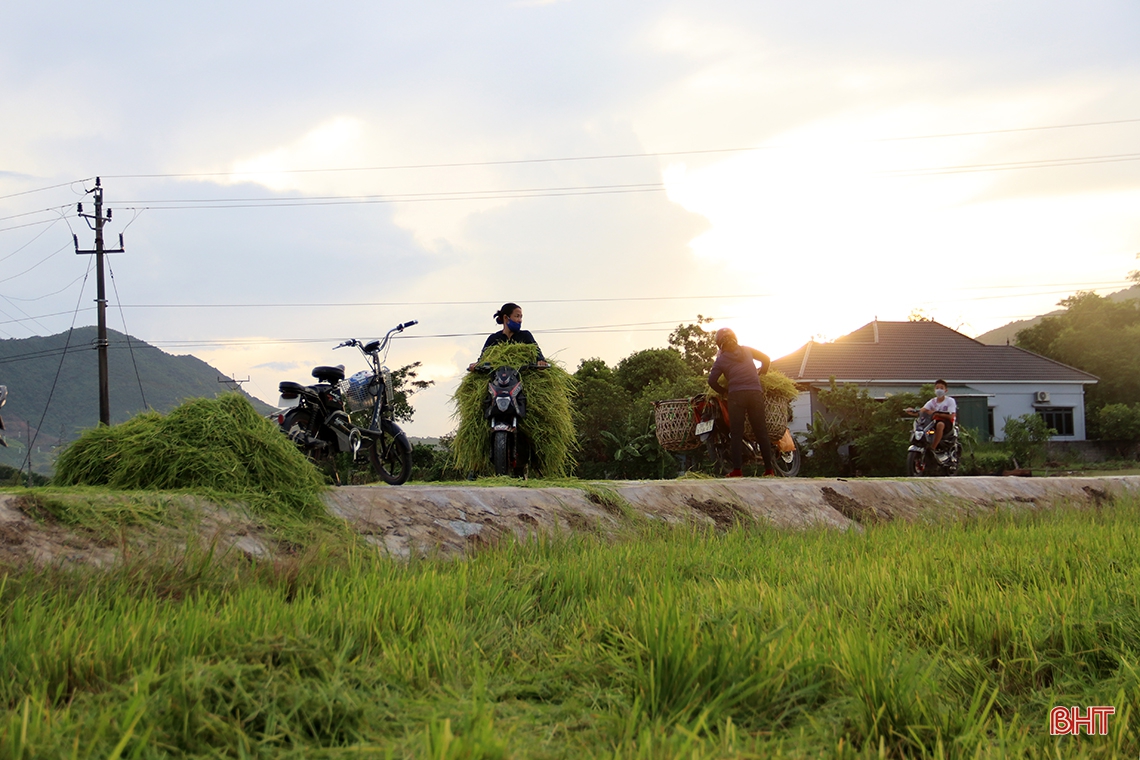 Nông dân thị xã phía Nam Hà Tĩnh hối hả thu hoạch lúa hè thu